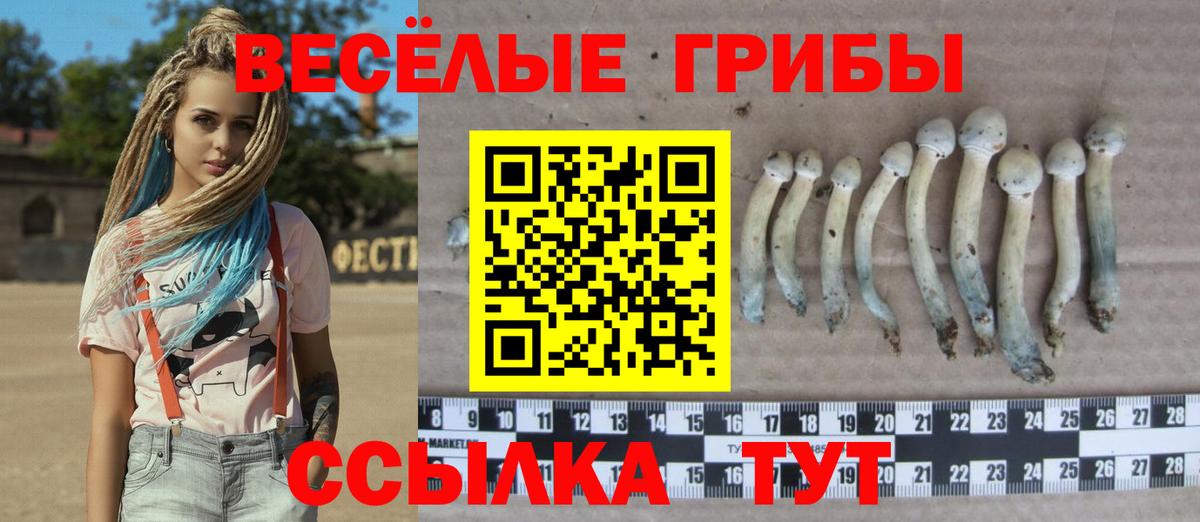 Чебоксары  Псилоцибиновые грибы Psilocybine cubensis  Вход с VPN 